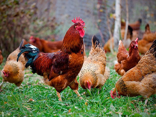Породы куриц | ЗооТом - продажа, вязка и услуги для животных в Новоаннинском