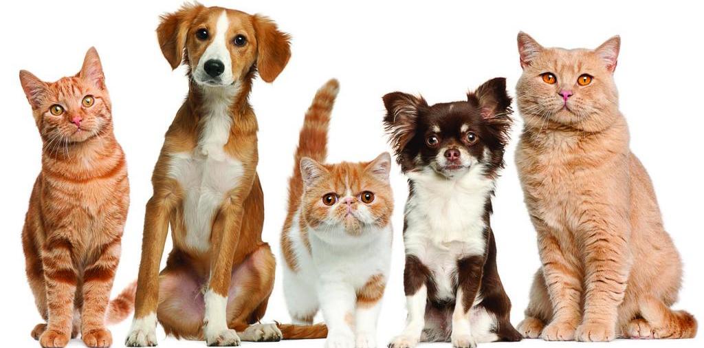 Доска объявлений о животных | ЗооТом - продажа, вязка и услуги для животных в Новоаннинском