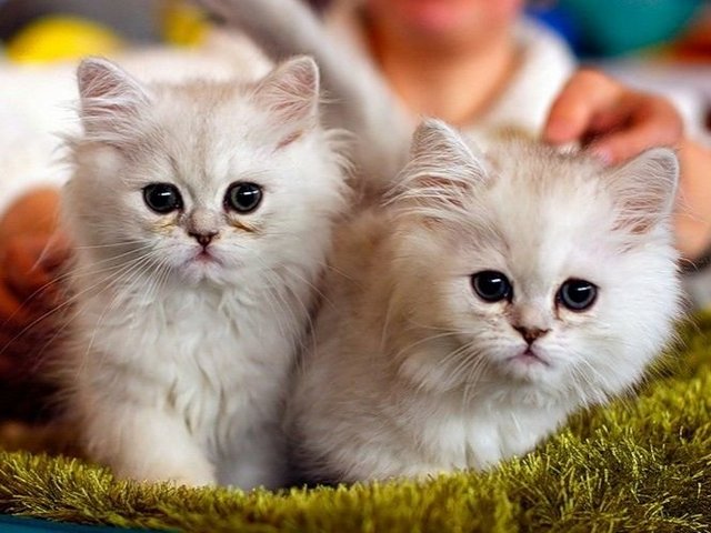 Породы кошек в Новоаннинском | ЗооТом портал о животных