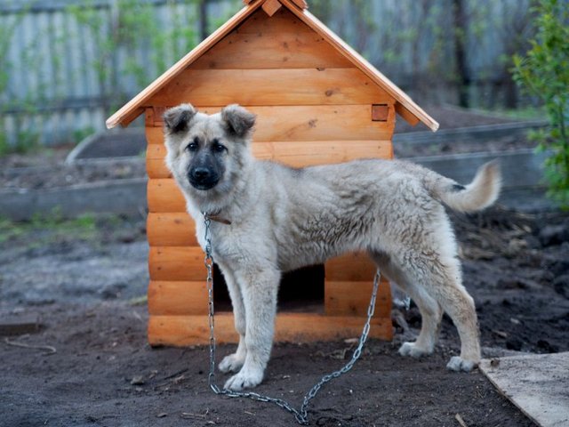 Все о собаках в Новоаннинском